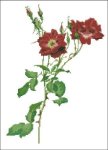 (image for) Willmott: Rosa Borbonica Rose